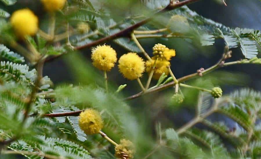 20+ Tree Name in Punjabi and English | ਪੰਜਾਬੀ ਅਤੇ ਅੰਗਰੇਜ਼ੀ ਵਿੱਚ ਰੁੱਖਾਂ ਦੇ ਨਾਮ 4 Babool Tree