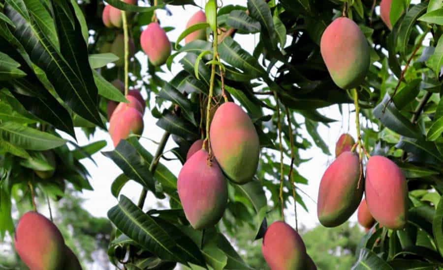 20+ Tree Name in Punjabi and English | ਪੰਜਾਬੀ ਅਤੇ ਅੰਗਰੇਜ਼ੀ ਵਿੱਚ ਰੁੱਖਾਂ ਦੇ ਨਾਮ 1 Mango Tree
