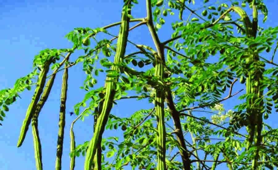 20+ Tree Name in Punjabi and English | ਪੰਜਾਬੀ ਅਤੇ ਅੰਗਰੇਜ਼ੀ ਵਿੱਚ ਰੁੱਖਾਂ ਦੇ ਨਾਮ 3 Moringa Tree