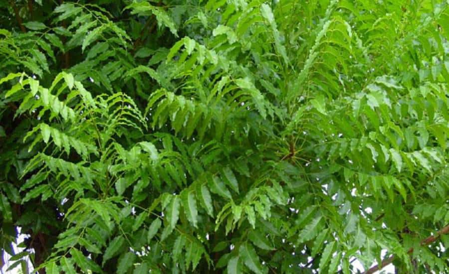 20+ Tree Name in Punjabi and English | ਪੰਜਾਬੀ ਅਤੇ ਅੰਗਰੇਜ਼ੀ ਵਿੱਚ ਰੁੱਖਾਂ ਦੇ ਨਾਮ 2 Neem Tree